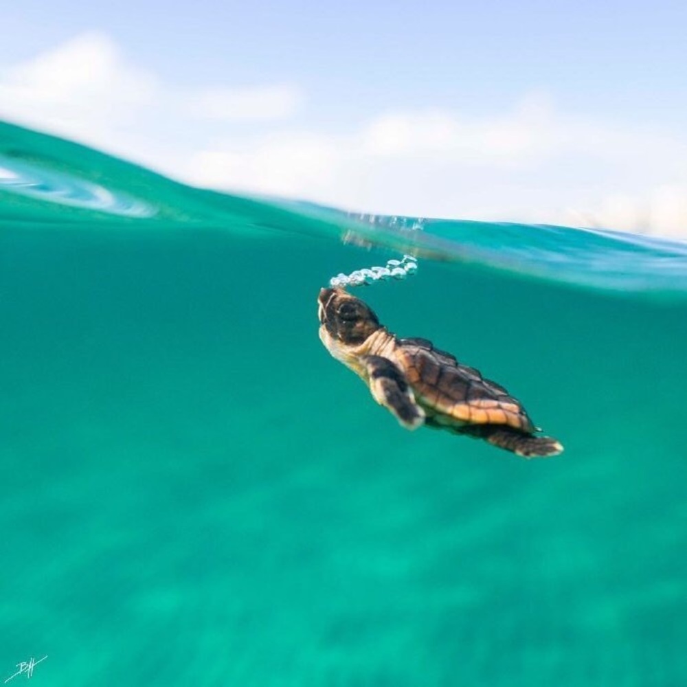 Meet your Posher, Vivi